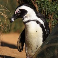 African Penguin - Bronze