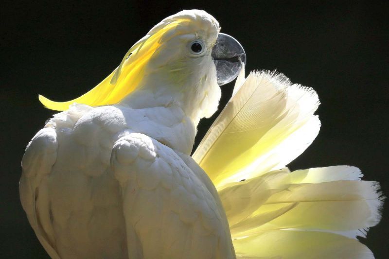 Yellow Crested Cockatoo - Bronze