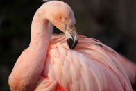 Chilean Flamingo - Bronze
