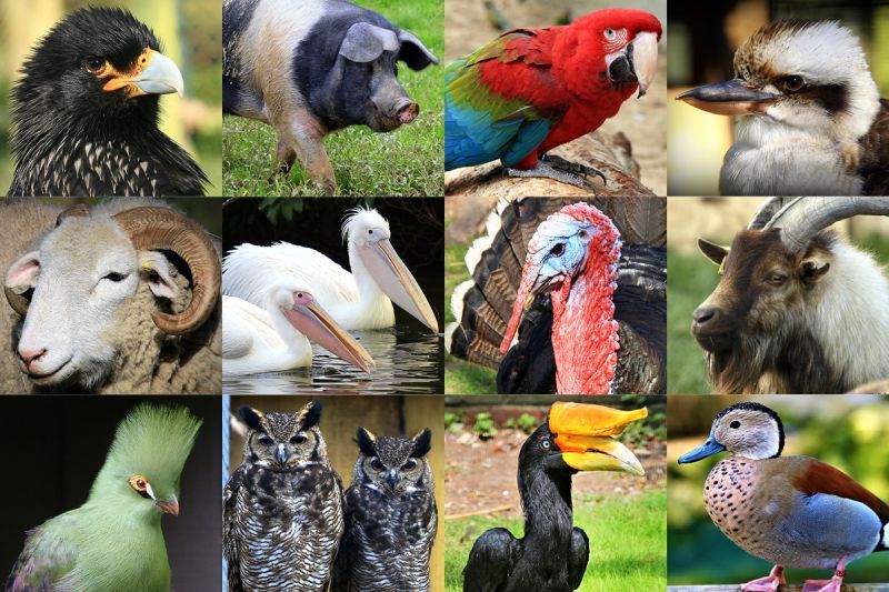 Other Species - Bronze-Adopt an Animal - Birdworld