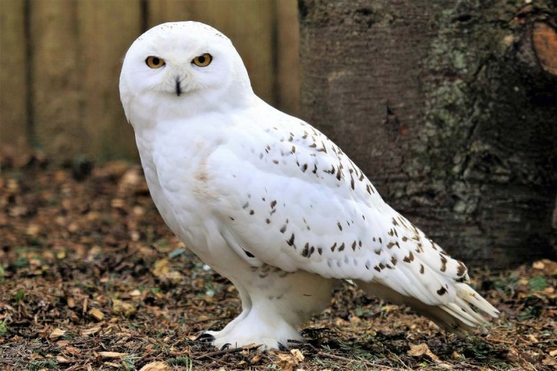 Snowy Owl - Bronze