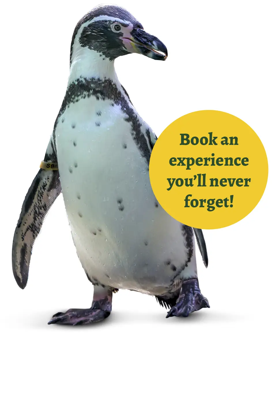 book-an-experience-penguin