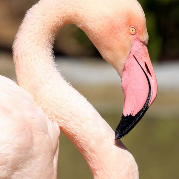 birdworld-tile-flamingo