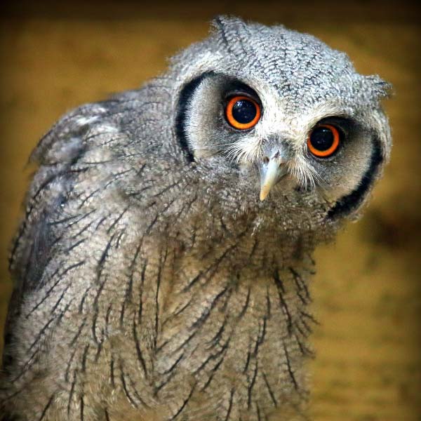 birdworld-tile-owl
