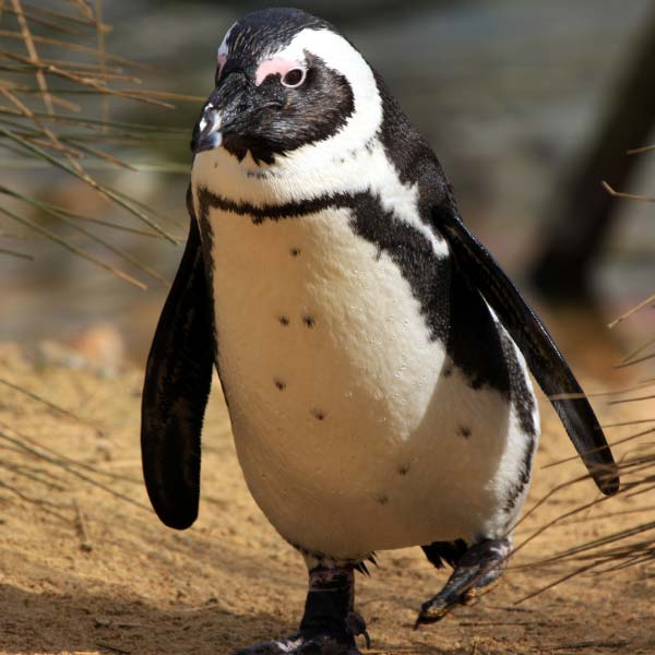 birdworld-tile-penguin