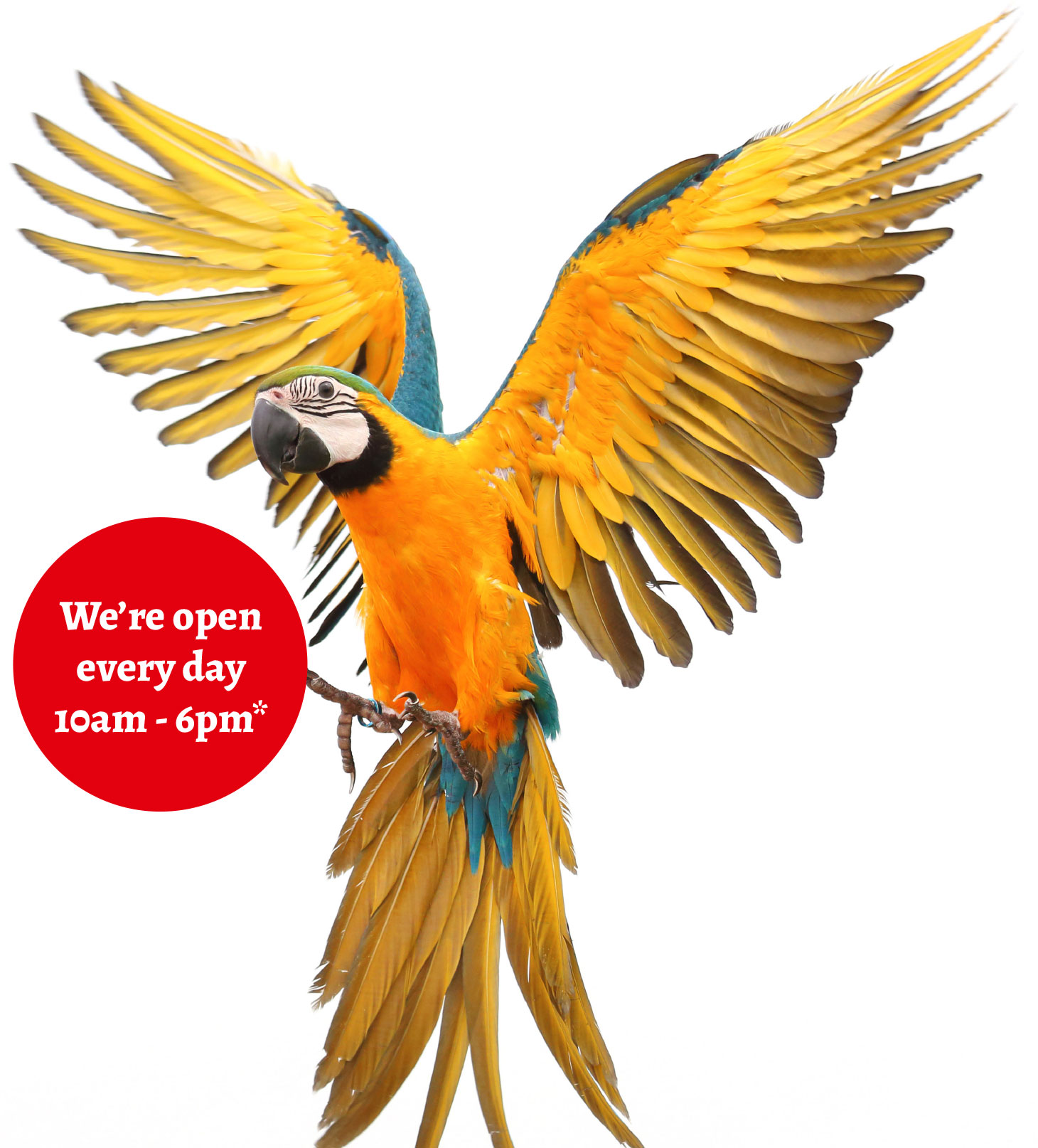 opening-time-macaw