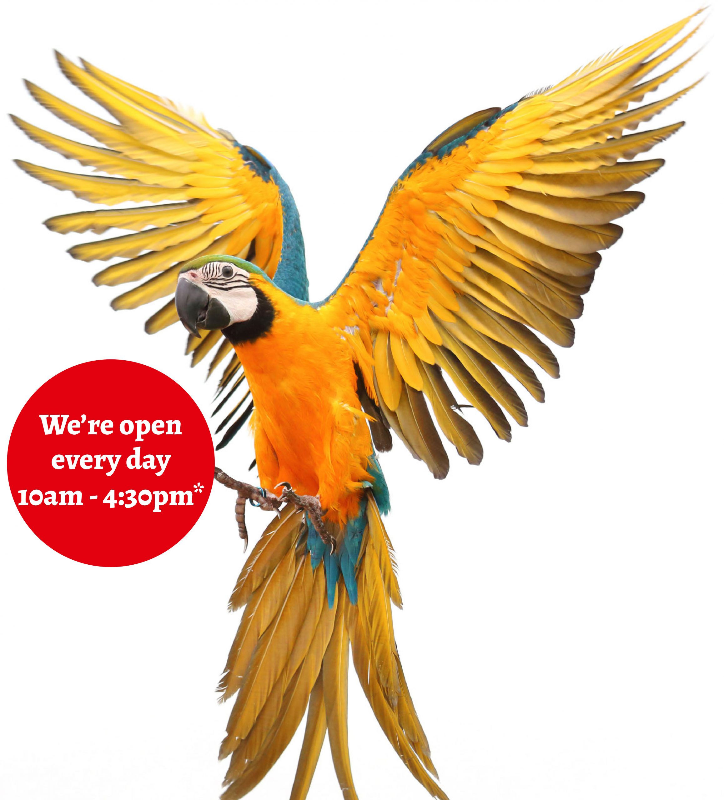 opening-time-macaw WINTER