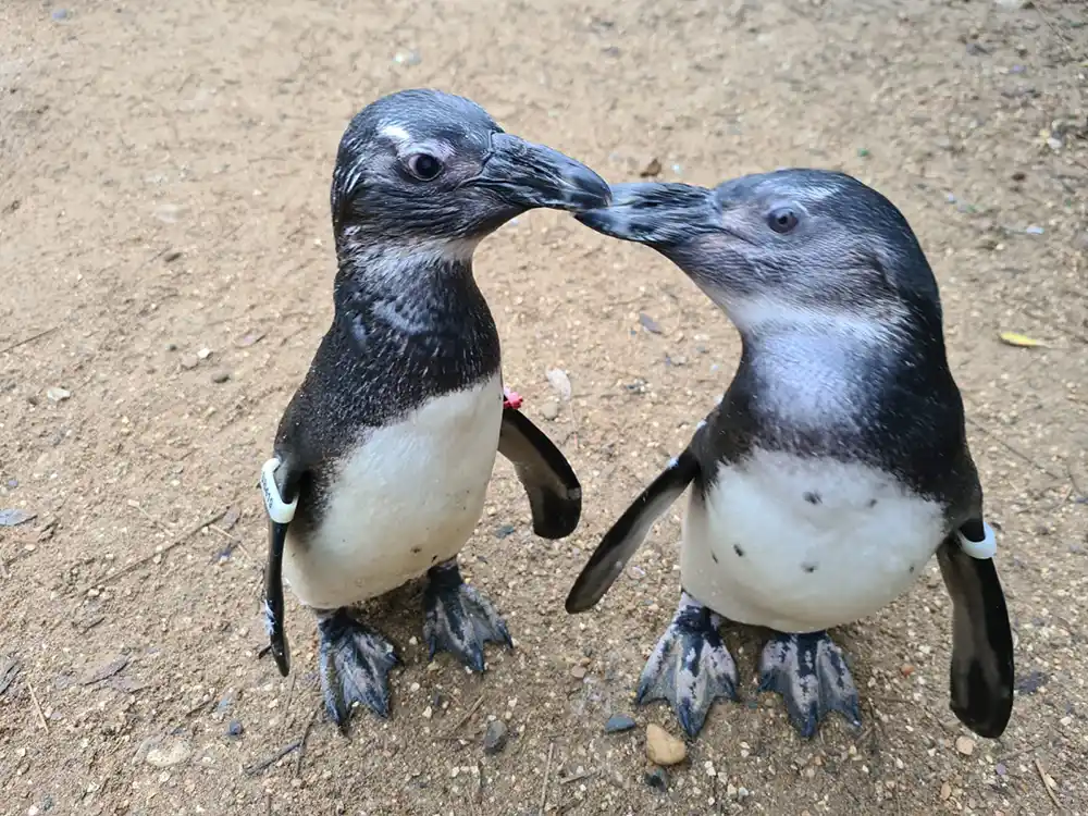 Plucky penguin becomes a “guide-bird” for his cataract stricken friend