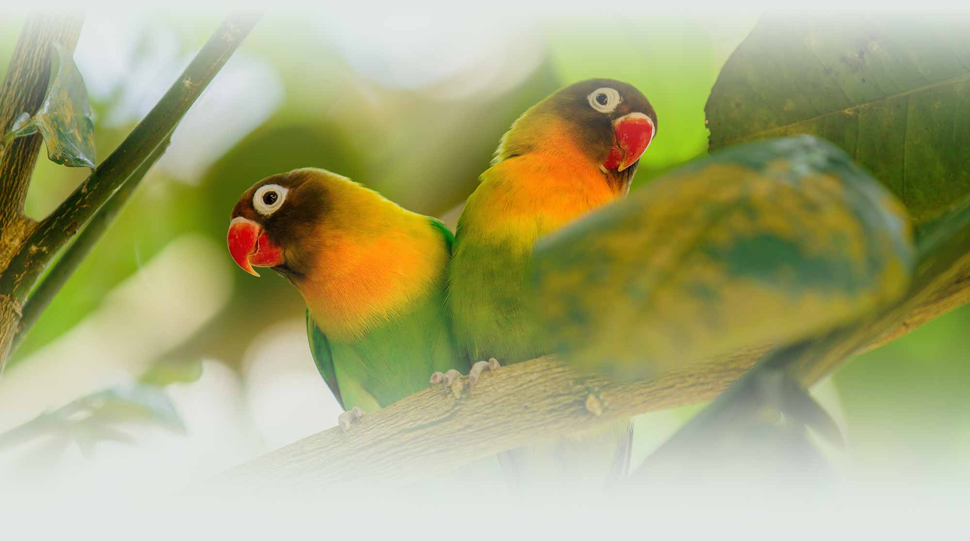 love-and-colour-lovebirds-2