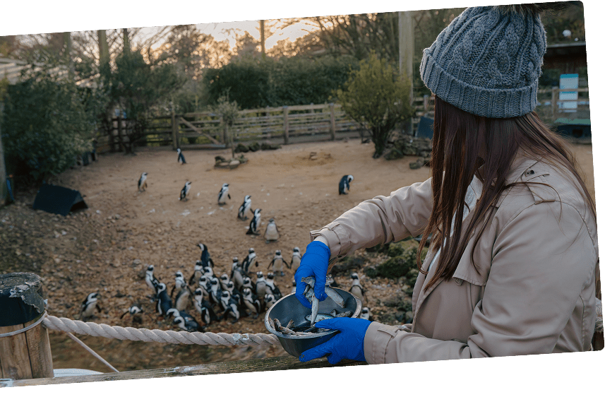 Penguin feeding experience
