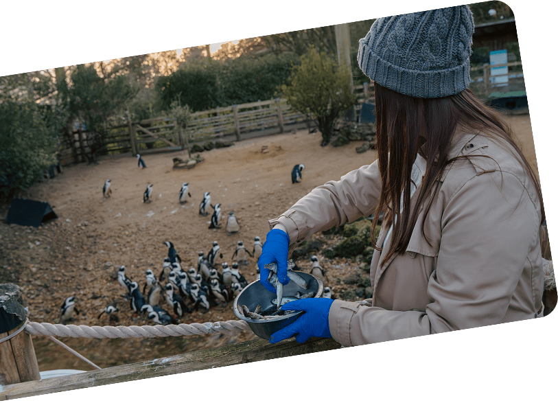 Penguin Feeding Time