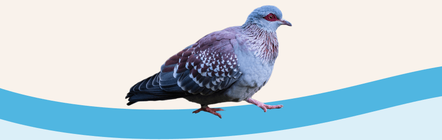 bird 2