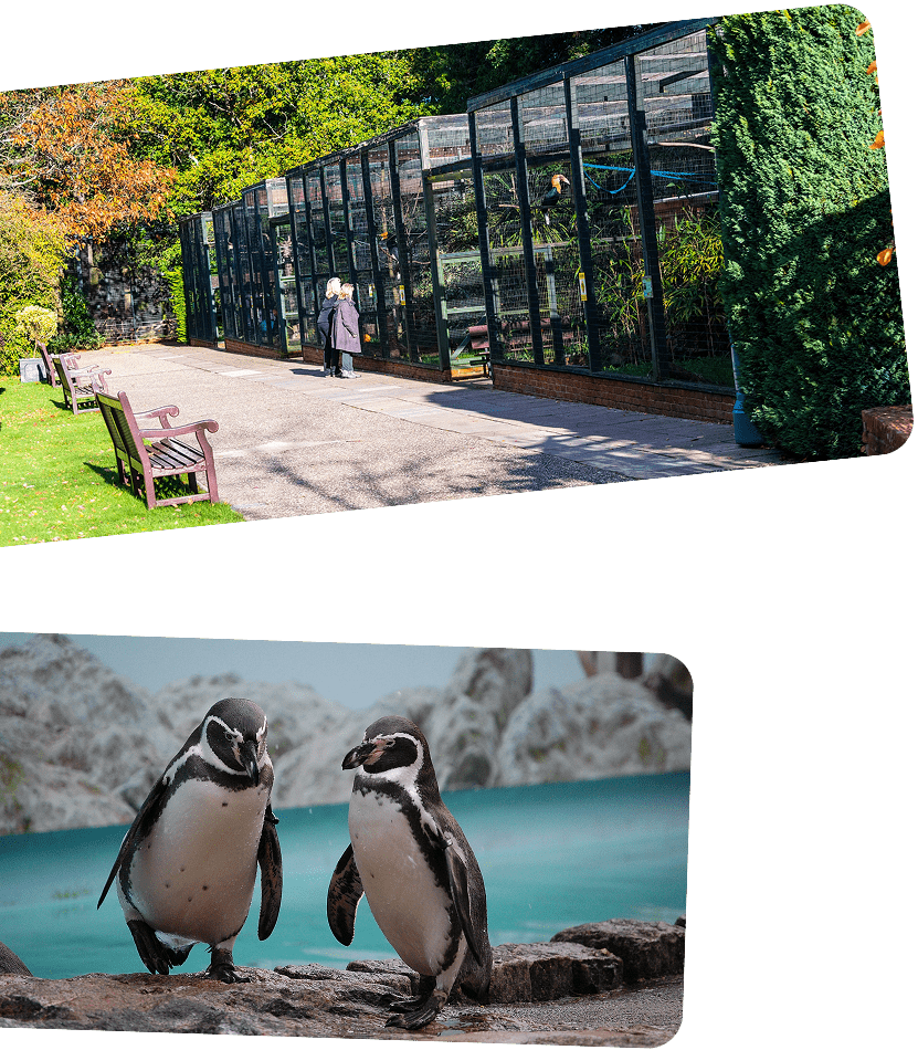 Accessibility & Mobility